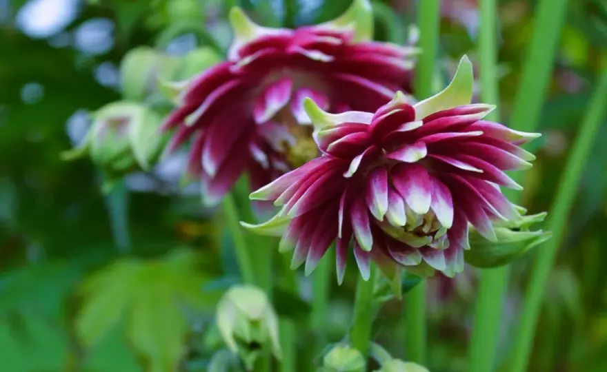 Akleja blomningstid - Så får du den att trivas bäst i rabatten