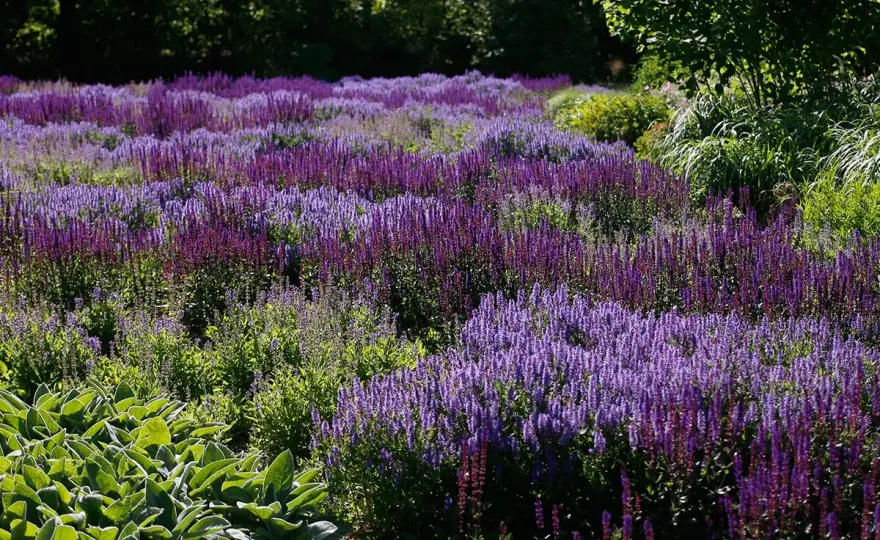 Salvia sorter - Välj rätt för lång blomning i din trädgård