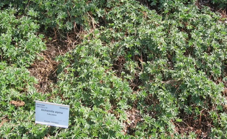 Fjällkåpa - Odla Alchemilla alpina i Sverige: En komplett guide