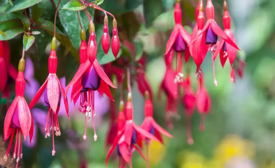 Fuchsia utomhus - Så lyckas du med din blomning