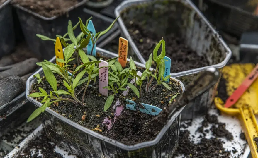 Plantera ut tomater - Undvik misstagen för rekordstor skörd!