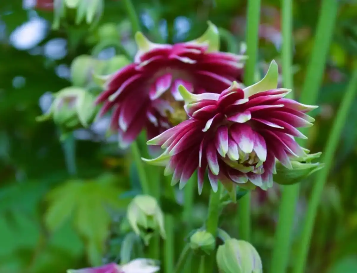Akleja blomningstid - Så får du den att trivas bäst i rabatten