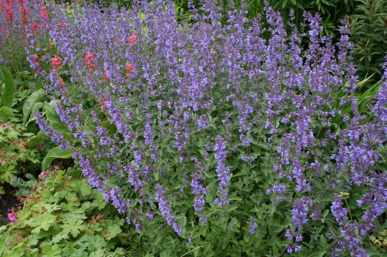 En tät rabatt med lila kantnepeta sorter som blommar rikligt. Några röda blommor sticker upp bland det lila.