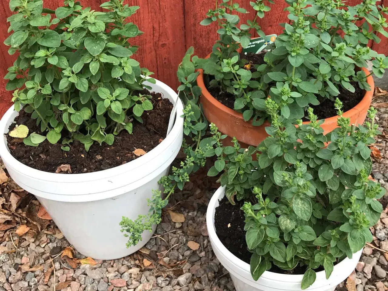 Tre krukor med oregano (Origanum vulgare) växer frodigt. En vit kruka till vänster, en terrakottakruka i mitten och en vit kruka framtill.