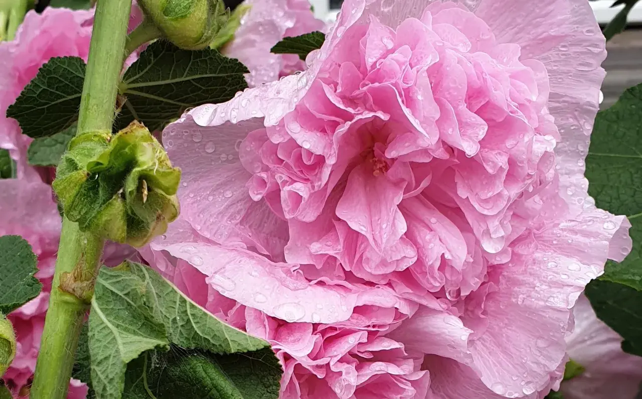 En stor, dubbel, rosa stockros med vattendroppar på kronbladen. En grön stjälk med blad och knoppar syns till vänster.