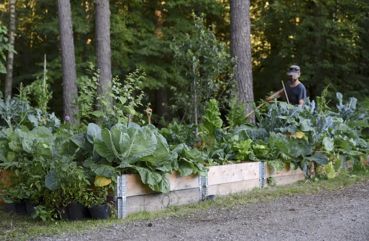 En man vattnar en frodig köksträdgård med kål och andra grönsaker. I bakgrunden syns träd och en skog. Kanske finns här även Matteuccia struthiopteris.
