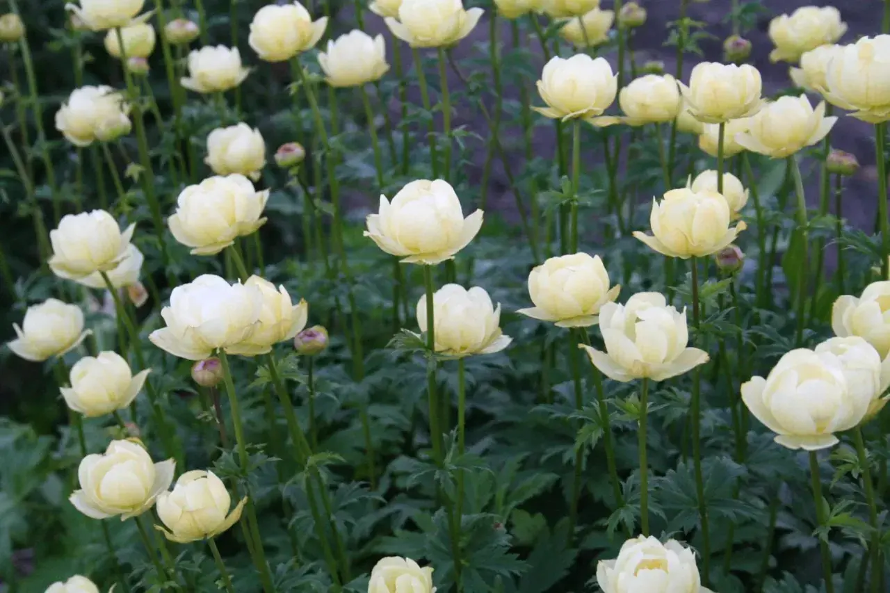 En blomsteräng med många ljusgula blommor av arten Eurybia divaricata. De ser ut som små, fluffiga bollar.