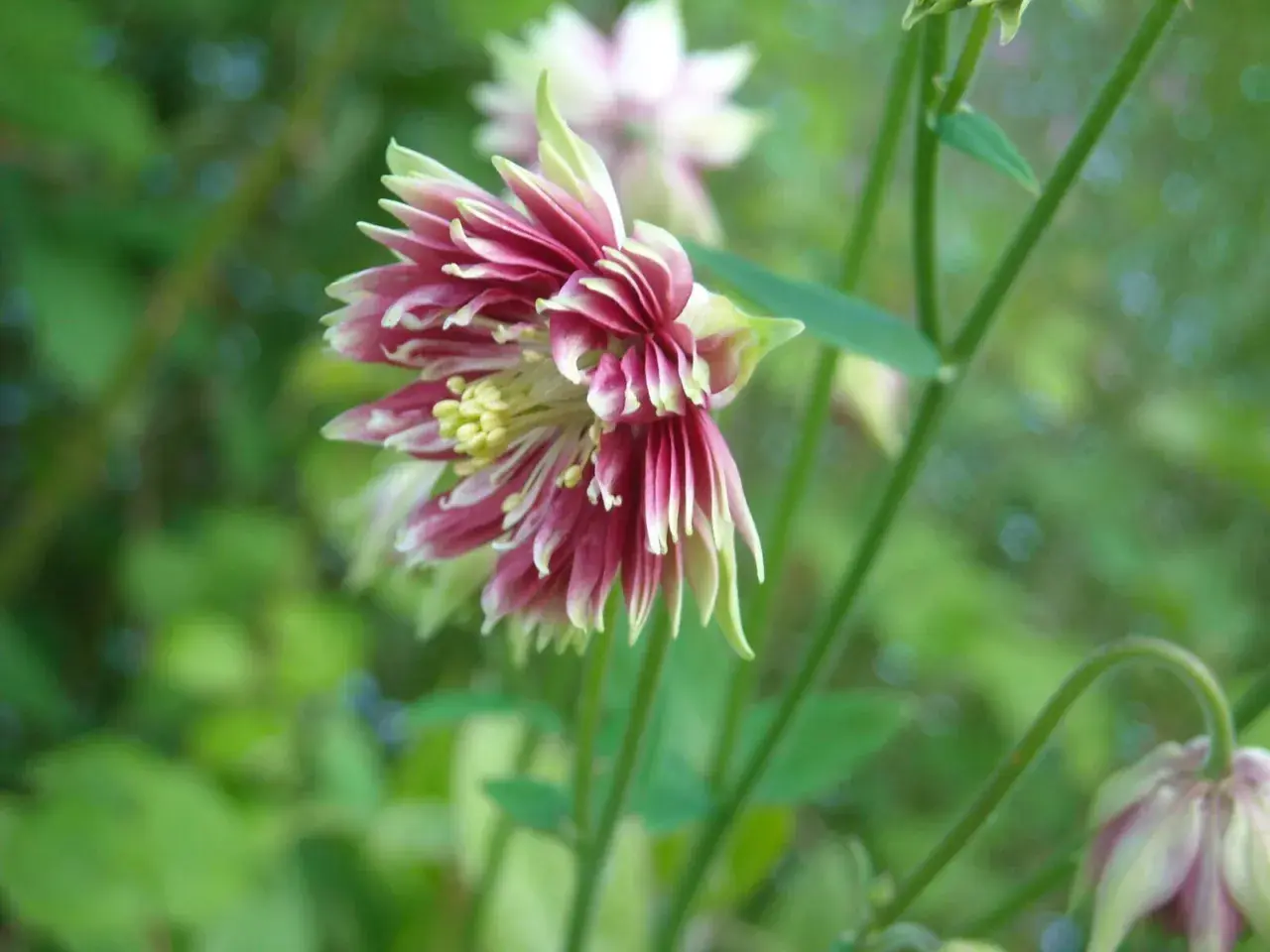 En vacker akleja, 'Nora Barlow', med sina karaktäristiska dubbla, rosa och vita blommor mot en grön bakgrund.