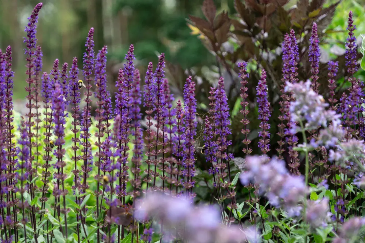 En humla besöker en blommande rabatt med lila salvia, årets perenn. Många blommor i olika lila nyanser skapar en levande och inbjudande trädgård.