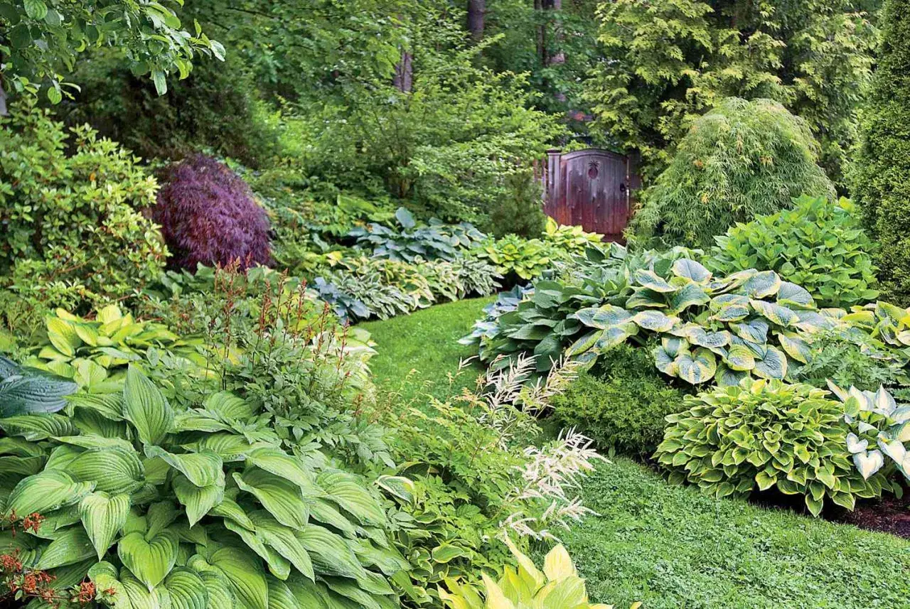 En frodig trädgård med många hosta, inklusive den ståtliga 'Royal Standard', som slingrar sig längs en gräsmatta mot en gammal träport.
