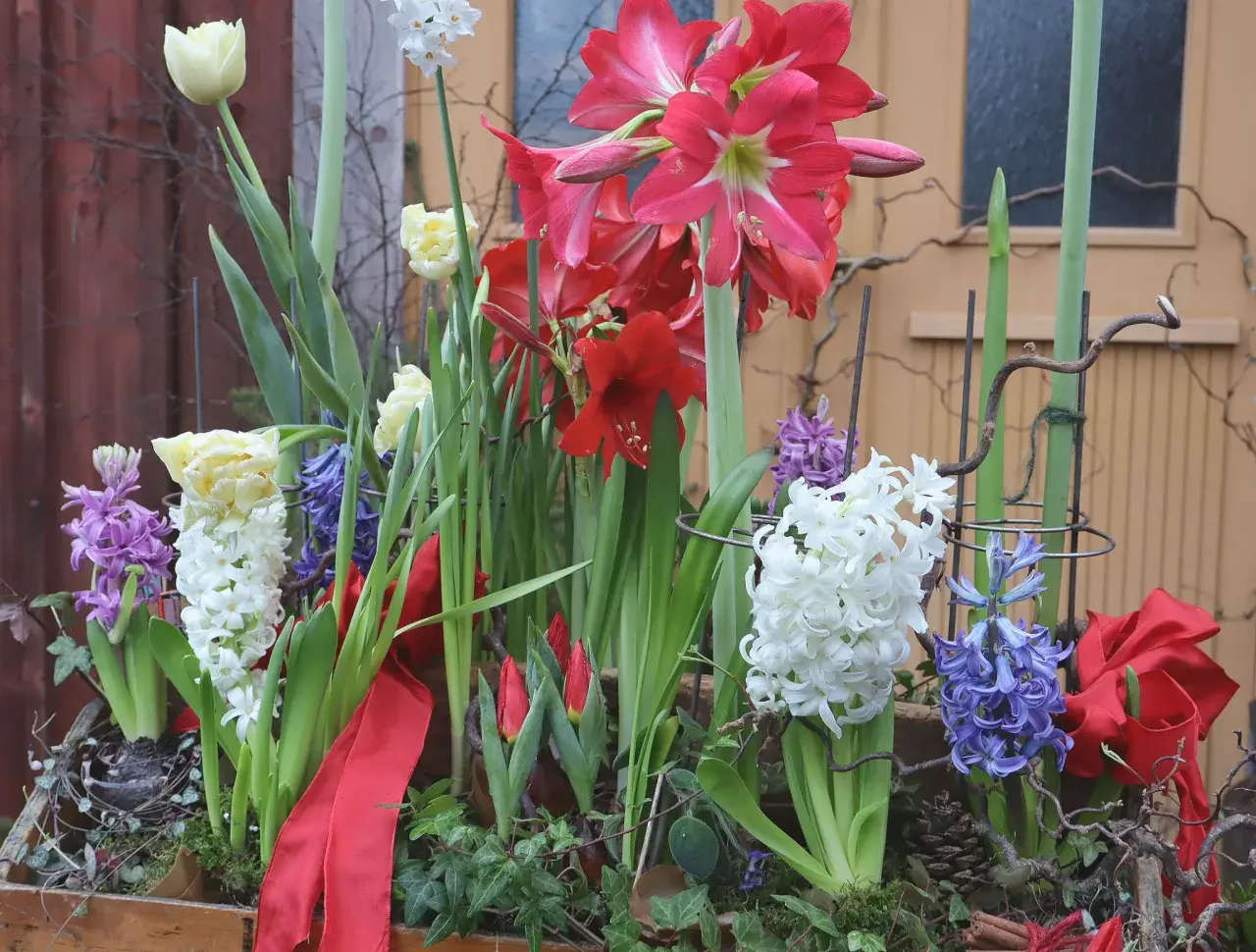 Vacker blomsteruppsättning med amaryllis, tulpaner och hyacinter. Perfekt inspiration för att plantera hyacinter ute i vår.