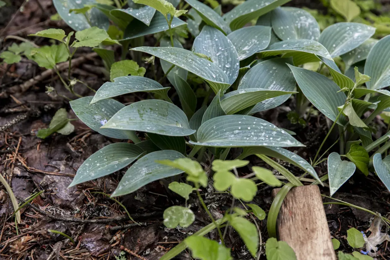 En frodig funkia i kruka, med daggdroppar på de blågröna bladen, omgiven av skogens mark.