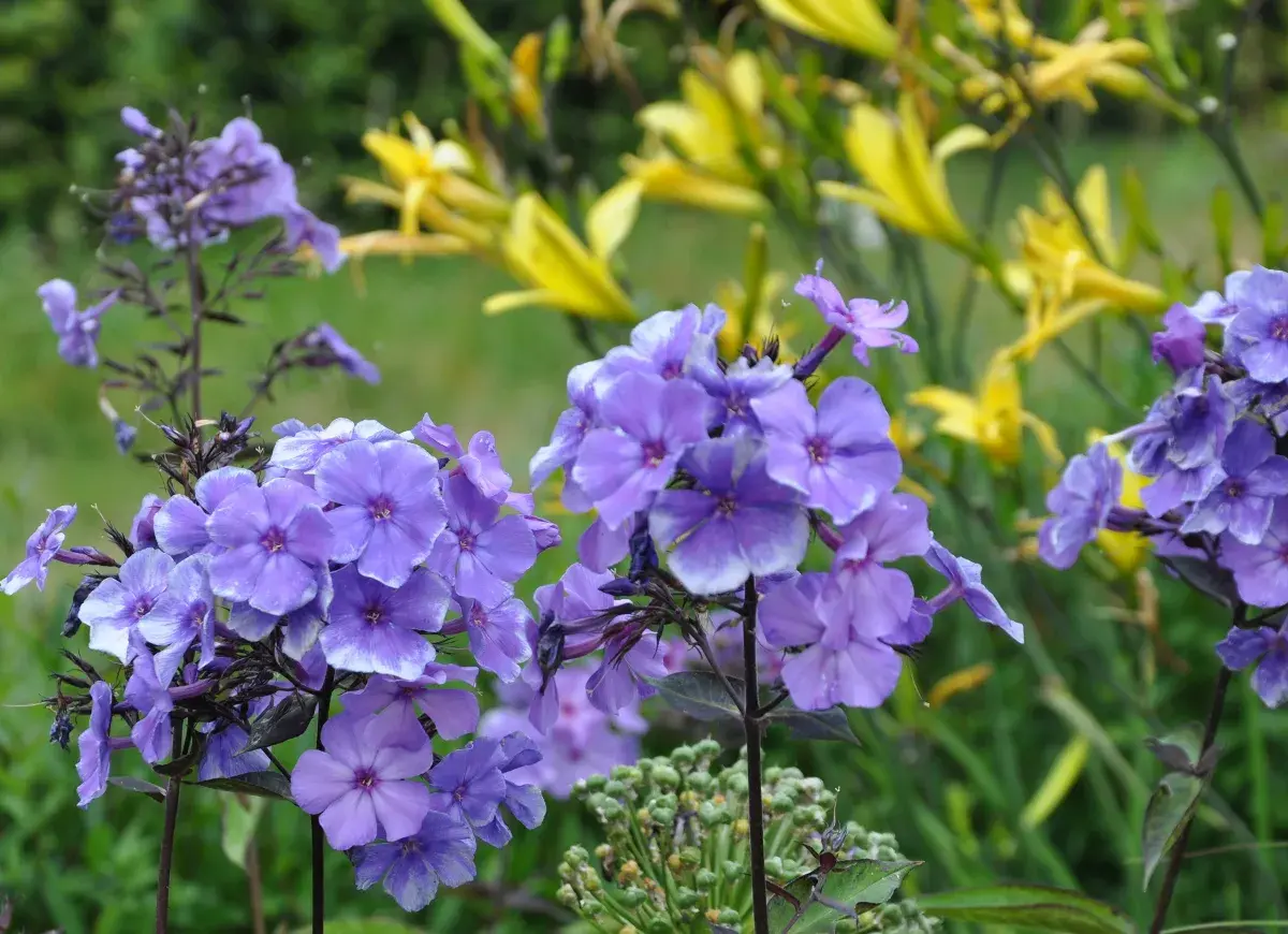 En klunga lila flox blommar vackert med vita kanter. Bakom syns gula blommor i en lummig trädgård.