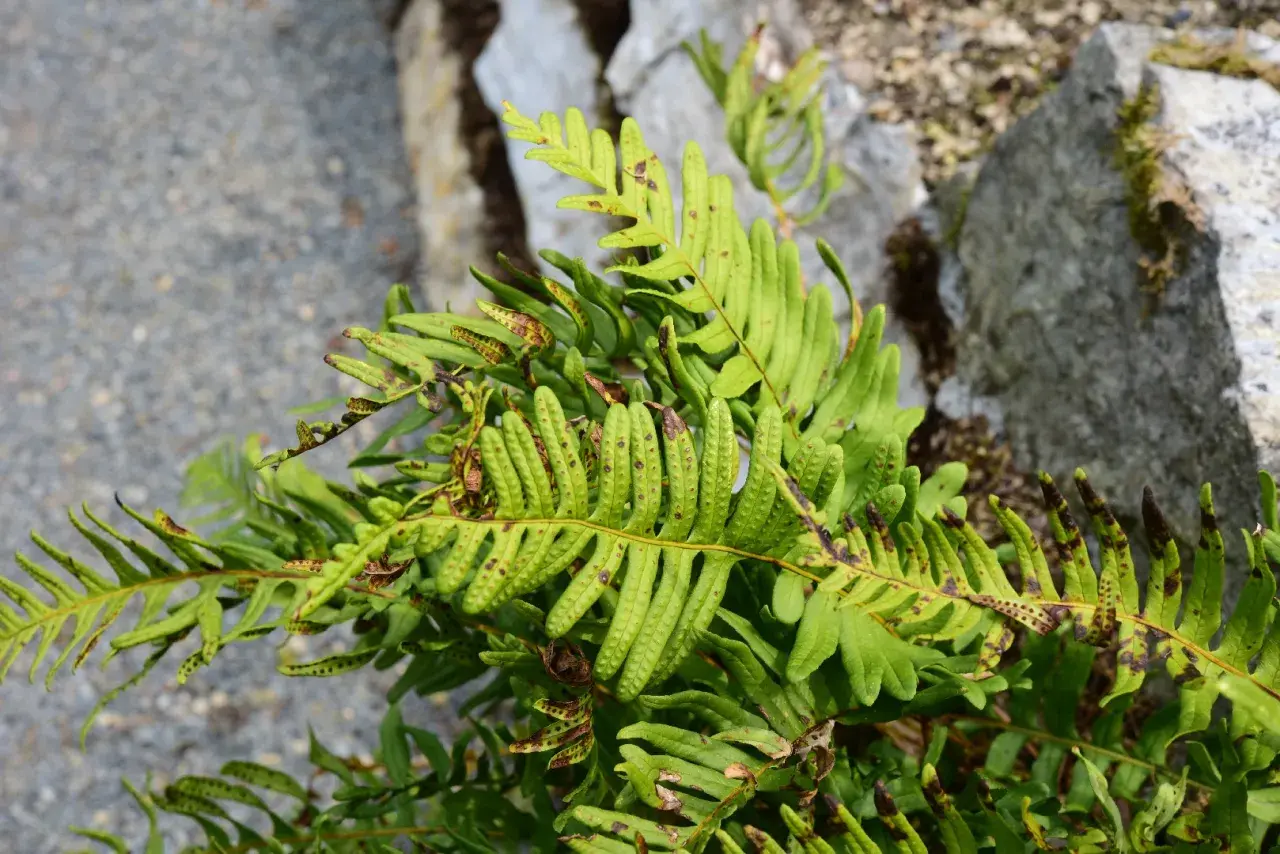 Grönt ormbunksblad av Polypodium vulgare med bruna fläckar och sporer. Stenar och grus i bakgrunden.