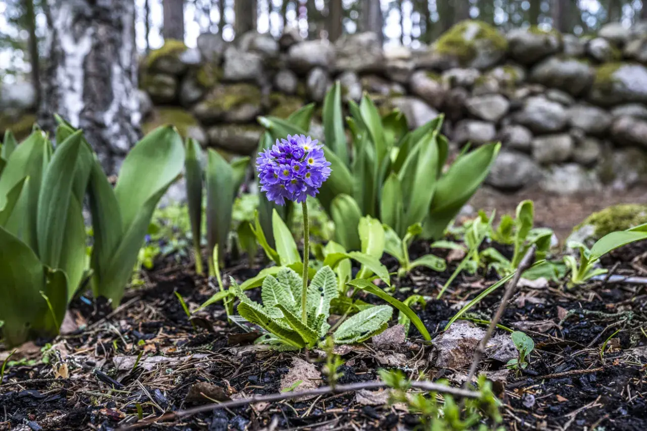 En ensam lila blomma reser sig ur jorden, omgiven av gröna blad och en stenmur. En vacker påminnelse om svenska blommor.