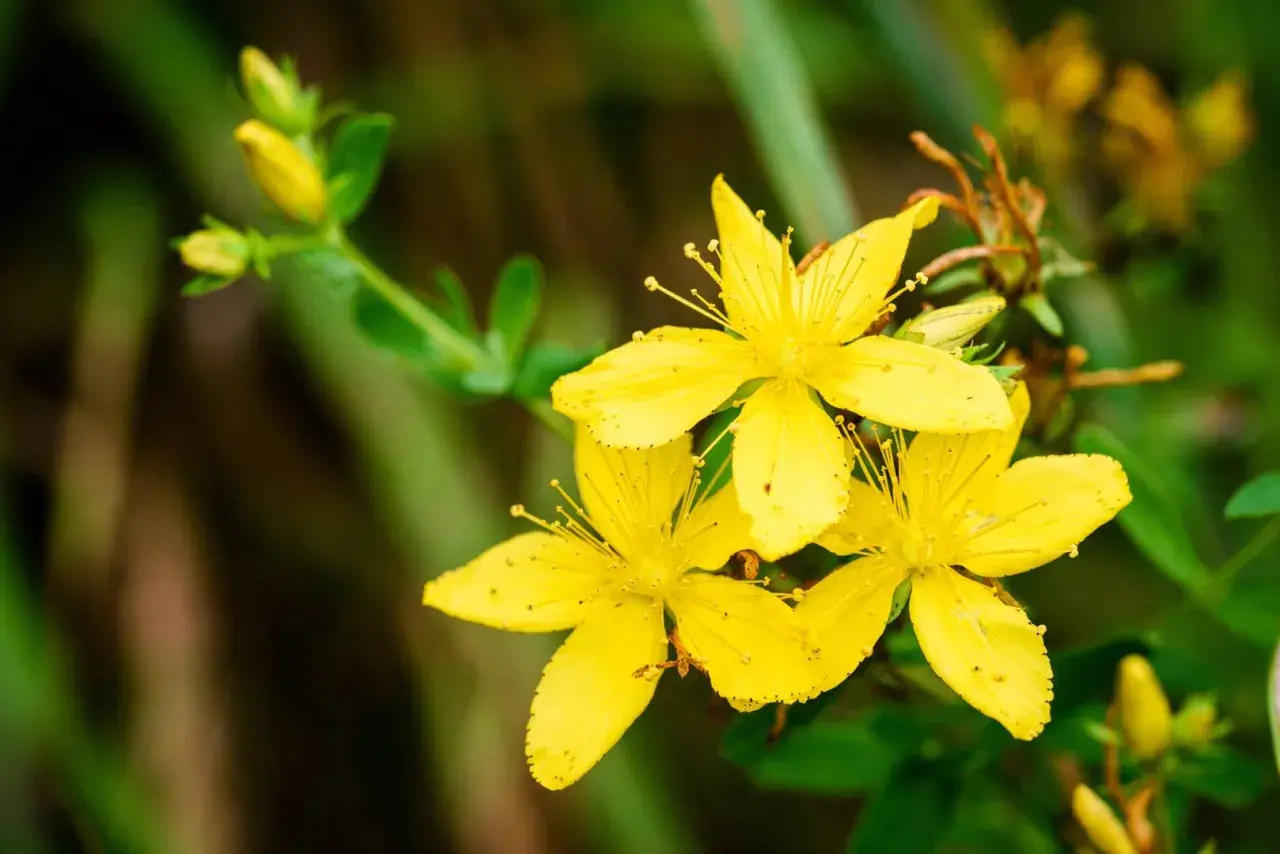 Gula blommor av **hypericum perforatum** lyser upp en grön bakgrund.