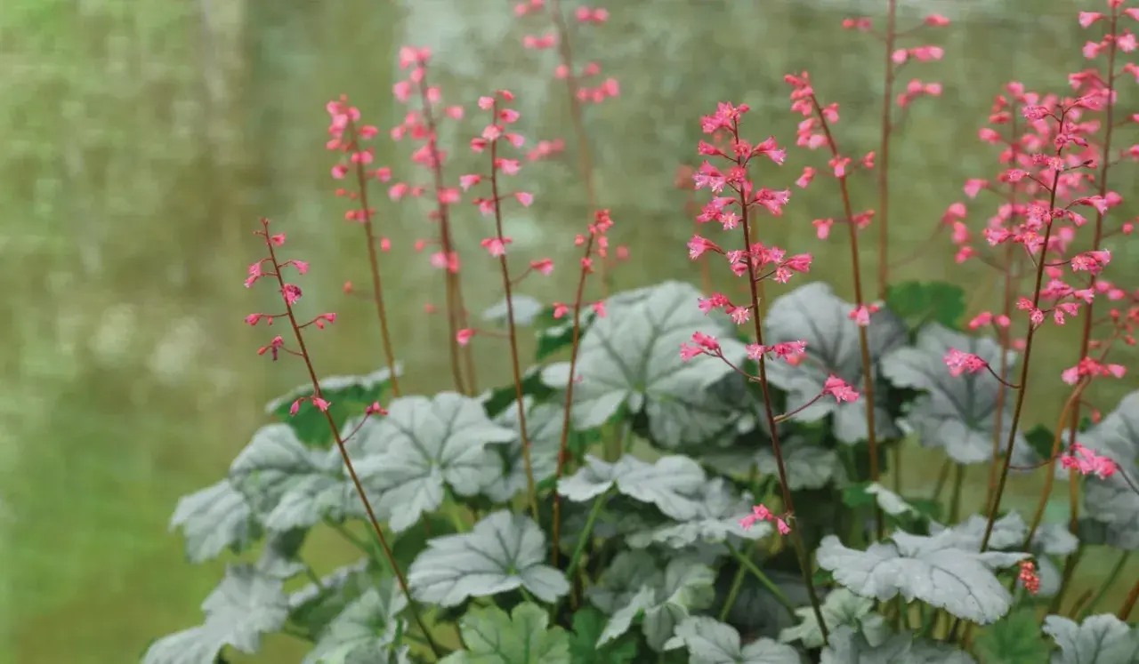 En alunrot rabatt med silverfärgade blad och små rosa blommor som sträcker sig mot ljuset.