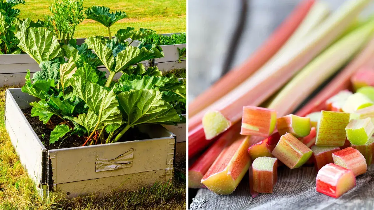 Rabarberplantan Rheum rhabarbarum växer i en upphöjd bädd. Skurna rabarberstjälkar ligger på en träyta.