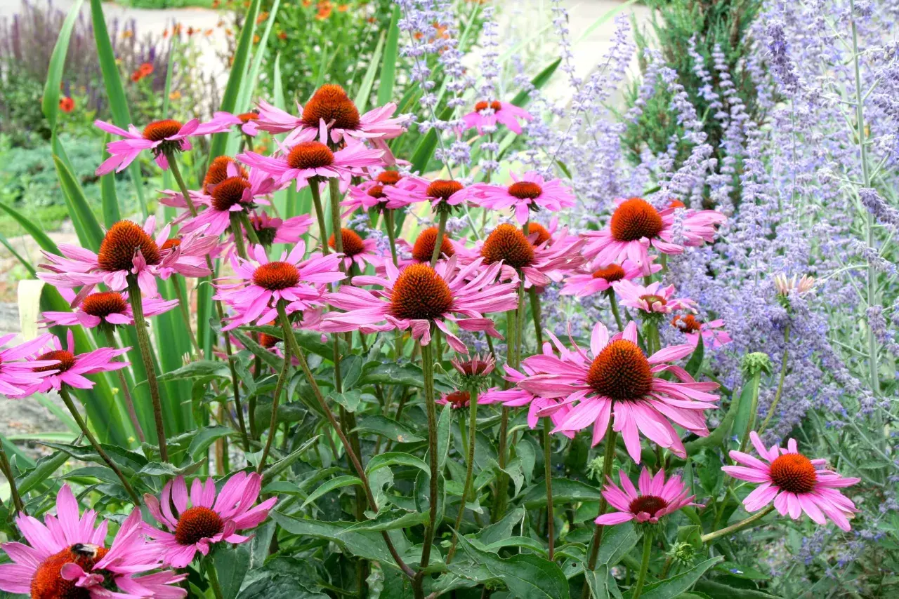 En grupp rosa solhattar med orange mitt, blommor på p. Bakom syns lila lavendelblommor.