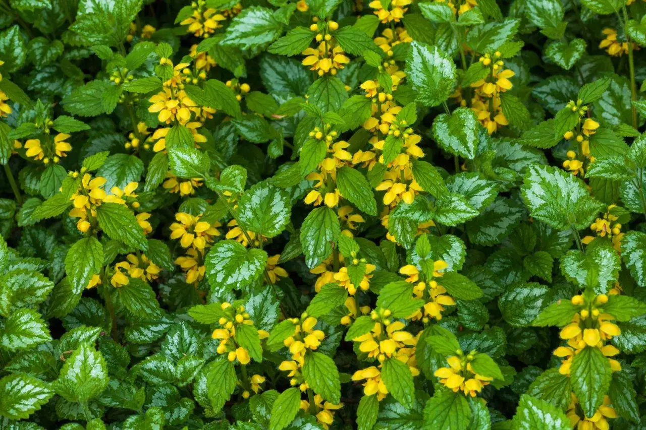 En tät matta av lamium galeobdolon med sina karakteristiska silvermönstrade blad och små, gula blommor som lyser upp i gröngräset.