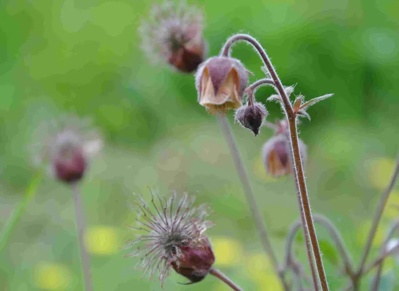 Närbild på en geum rivale med sina karaktäristiska, duniga fröställningar och hängande blommor mot en suddig grön bakgrund.