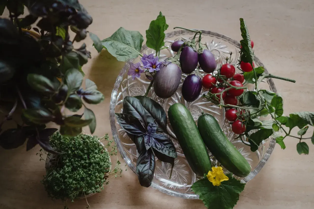 Färska grönsaker från vertikal odling: aubergine, tomater, gurka, basilika och krasse.