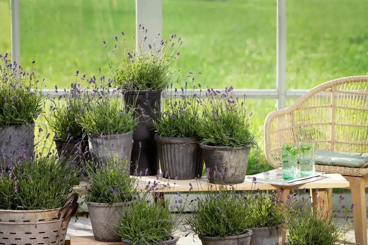 Många krukor med lila lavendelblommor står på en trähylla, perfekt för en somrig balkong.