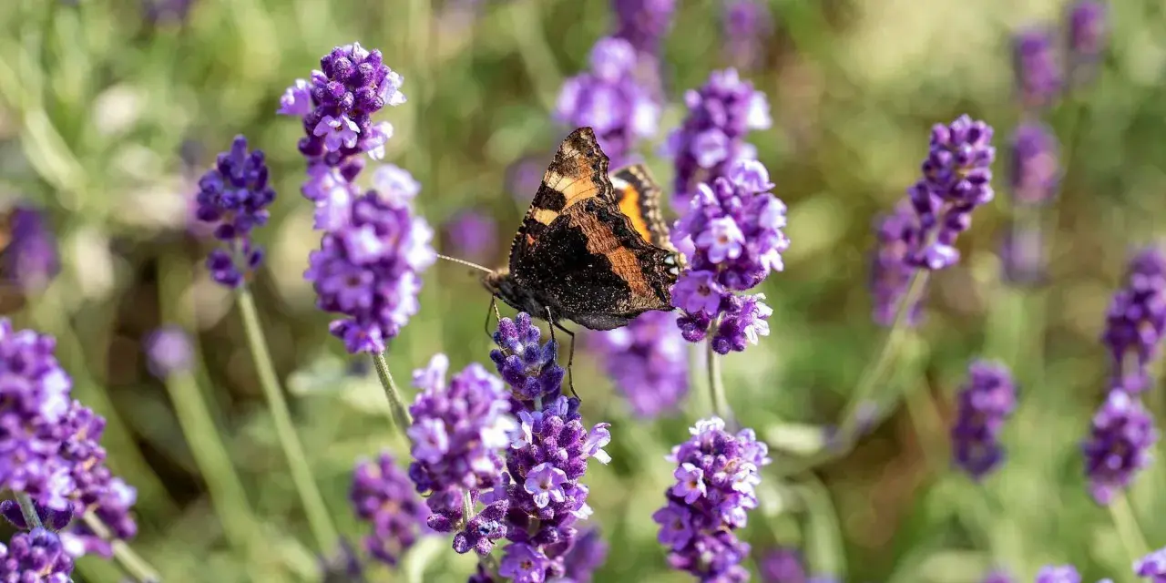 En fjäril sitter på en blommande lavendel perenn.
