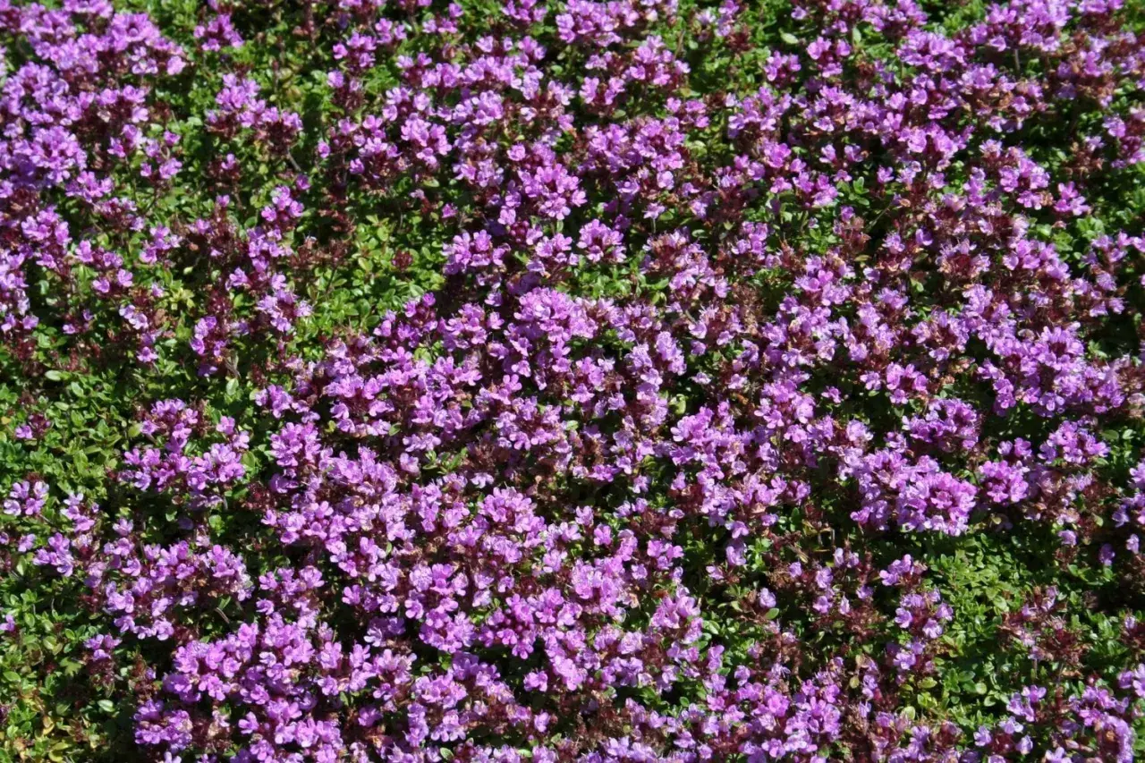 Täckt av lila blommor och gröna blad, dessa backtimjan plantor sprider sig över marken.