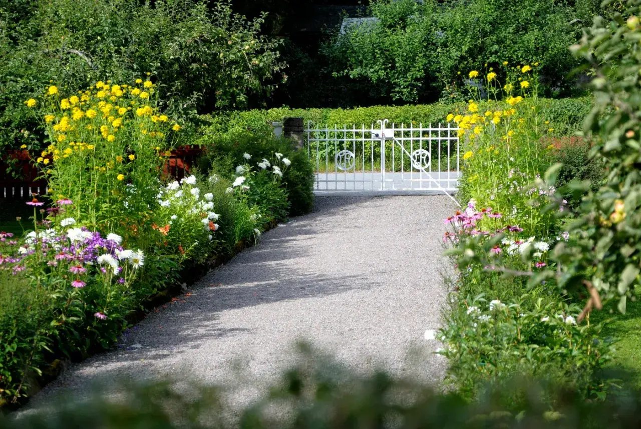 En grusväg leder till en vit grind, kantad av olika typer av blommor i gult, vitt och lila.
