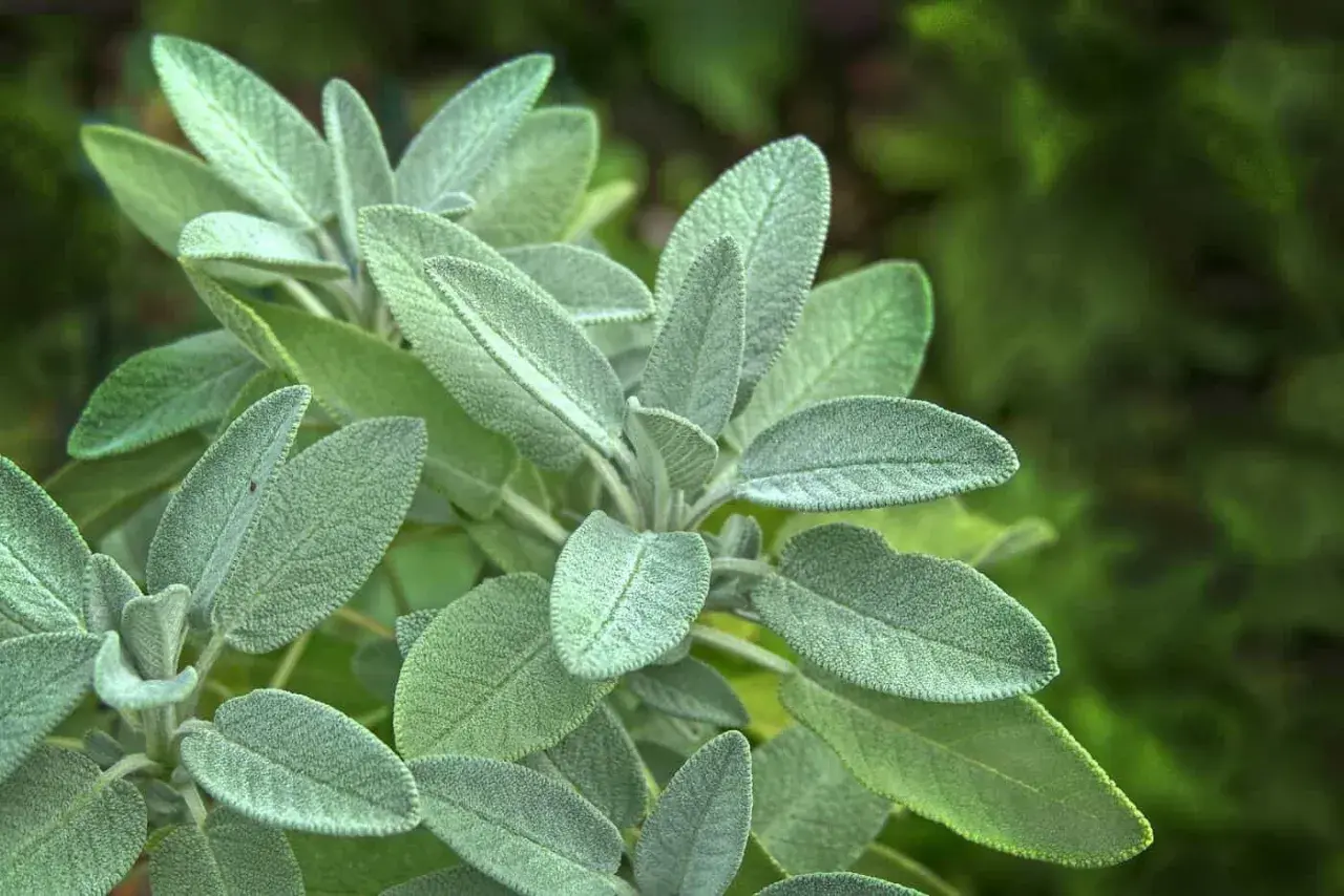 Närbild på salvia officinalis med sina sammetslena, grågröna blad. En växt som doftar underbart.