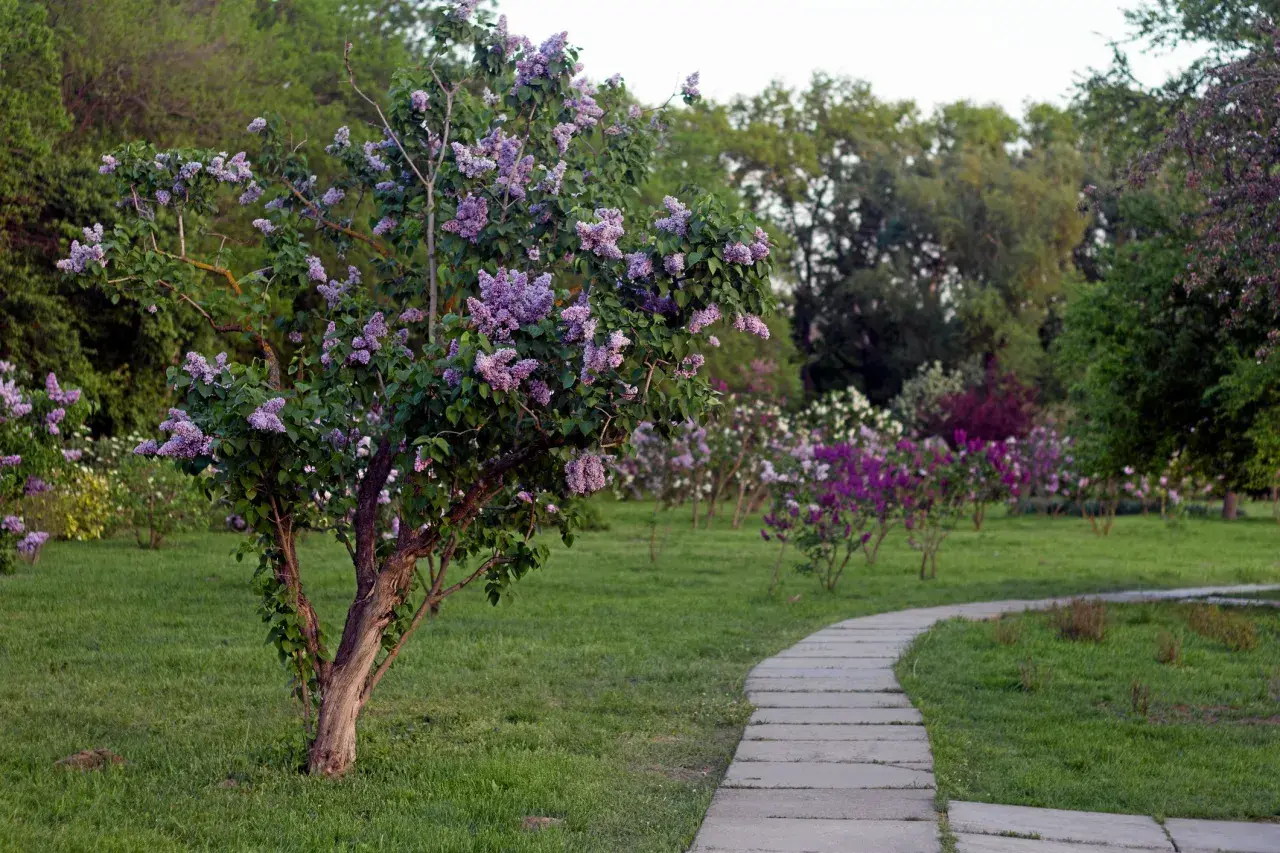 En vacker syrenbuske blommar vid en stenlagd gång i en park. En perfekt plats att plantera syren för att njuta av våren.