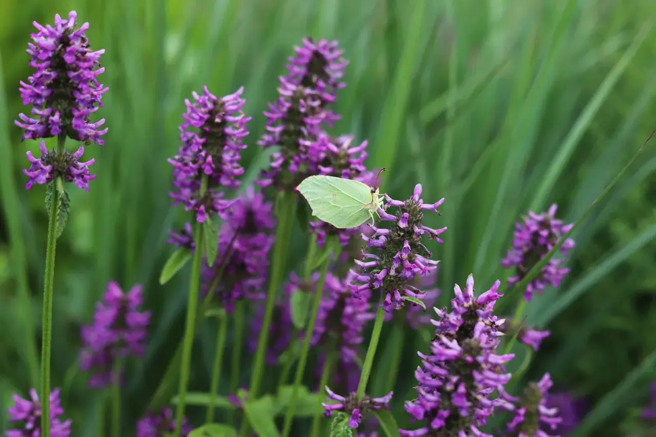 En ljusgul citronfjäril vilar på en lila blomställning av betonica officinalis.