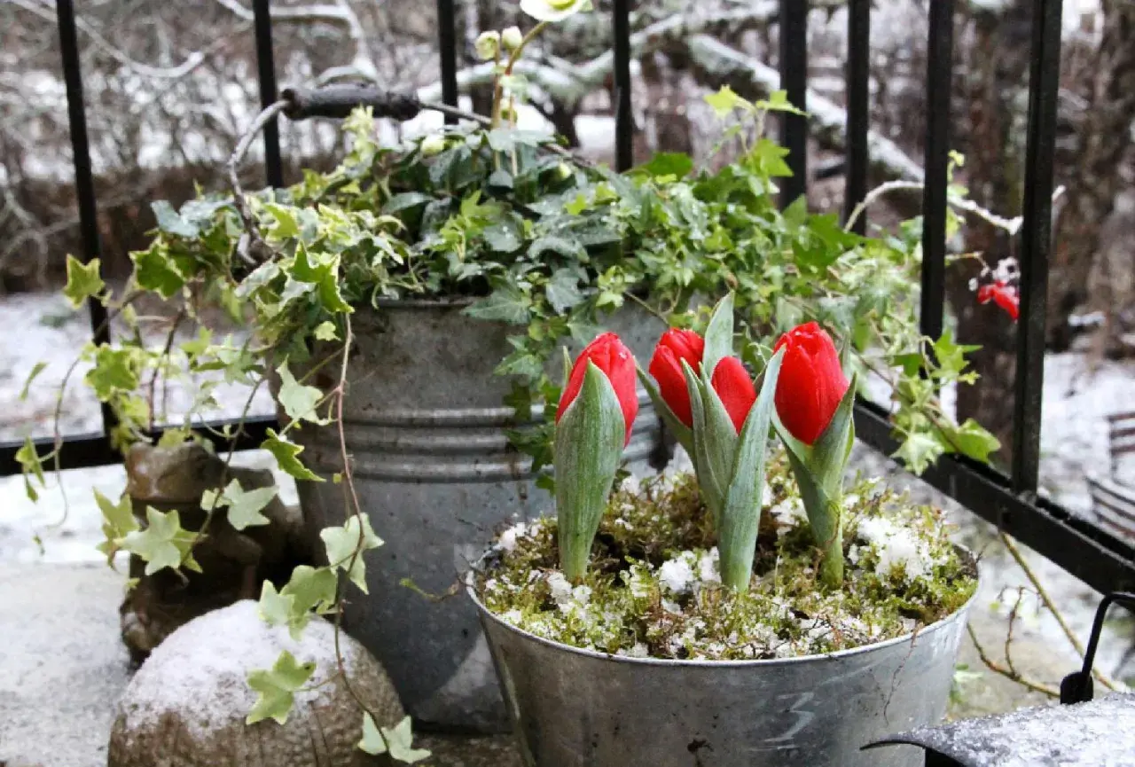Vinterblommor ute: röda tulpaner och murgröna i zinkhinkar trotsar snön.