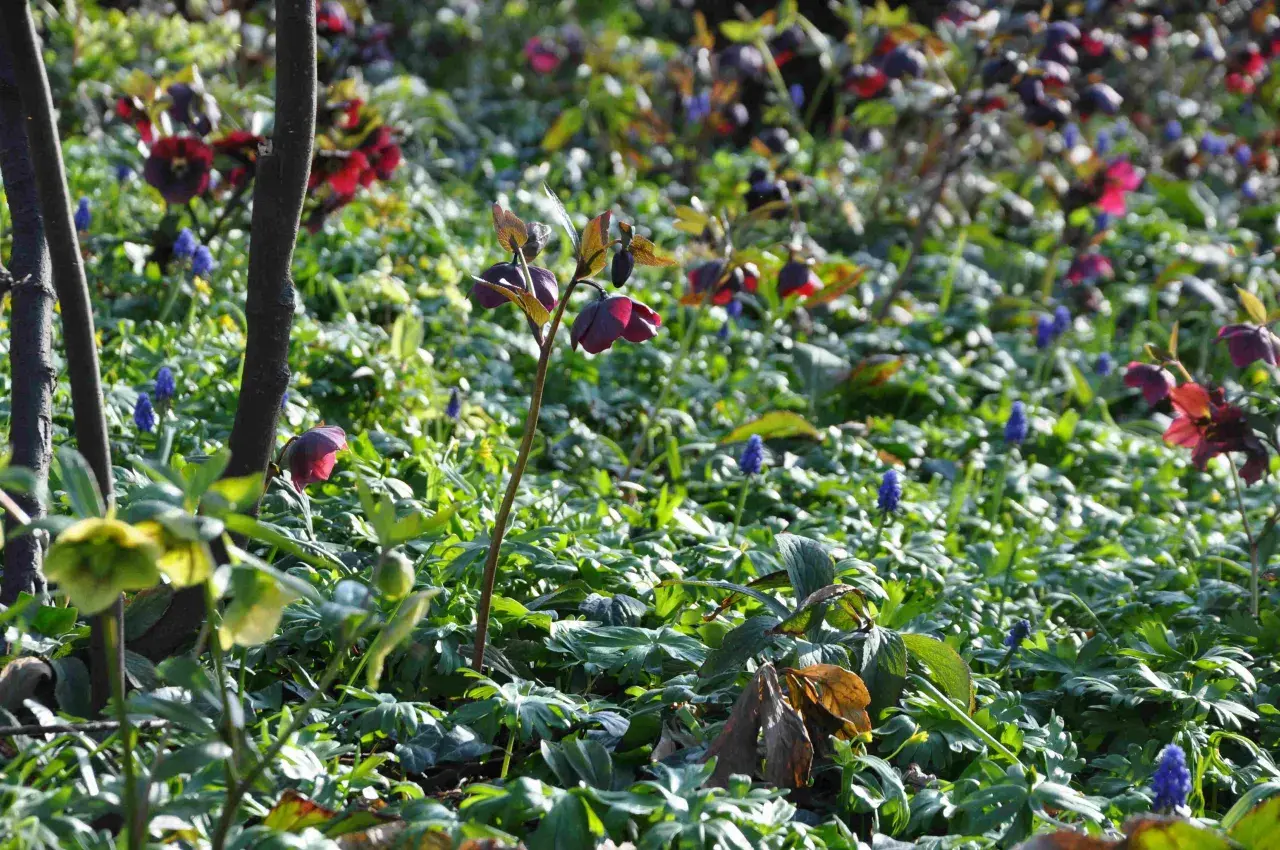 Mörka julrosor perenn blommar bland gröna blad och blåa druvhyacinter i solljus.