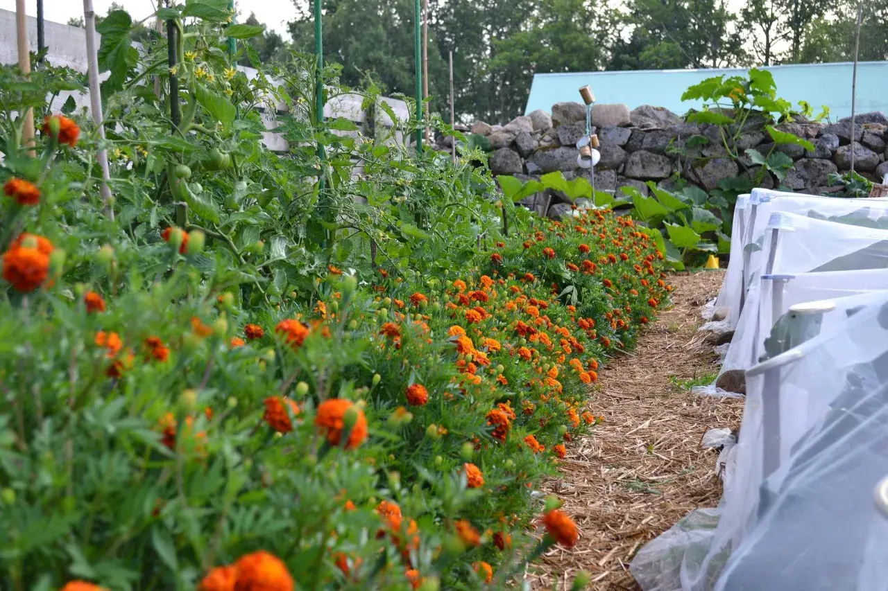 En rad med orange blommor kantas av tomatplantor som växer i en trädgård.