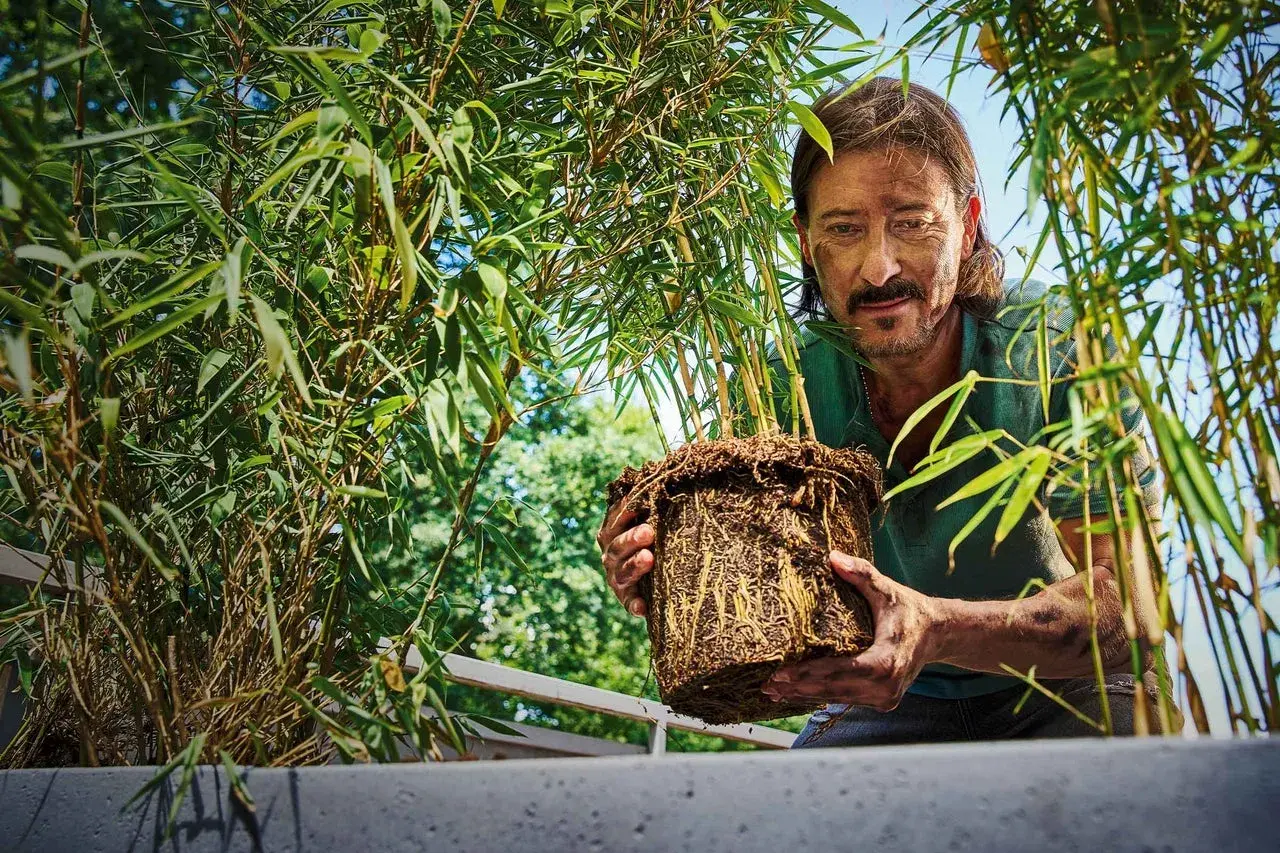 Man håller en **bambu i kruka** med välutvecklade rötter. Gröna blad och solljus.