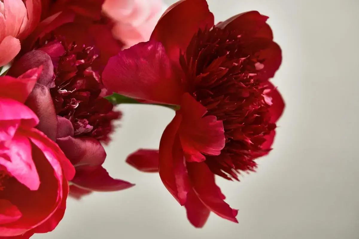 Närbild på röda och rosa pioner. Dessa blommor har en rik blommor betydelse, symboliserande kärlek och lycka.