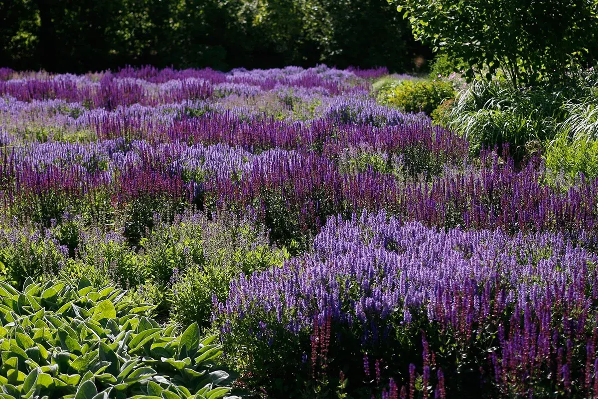 Ett fält med många lila salvia sorter som blommar i solljus.