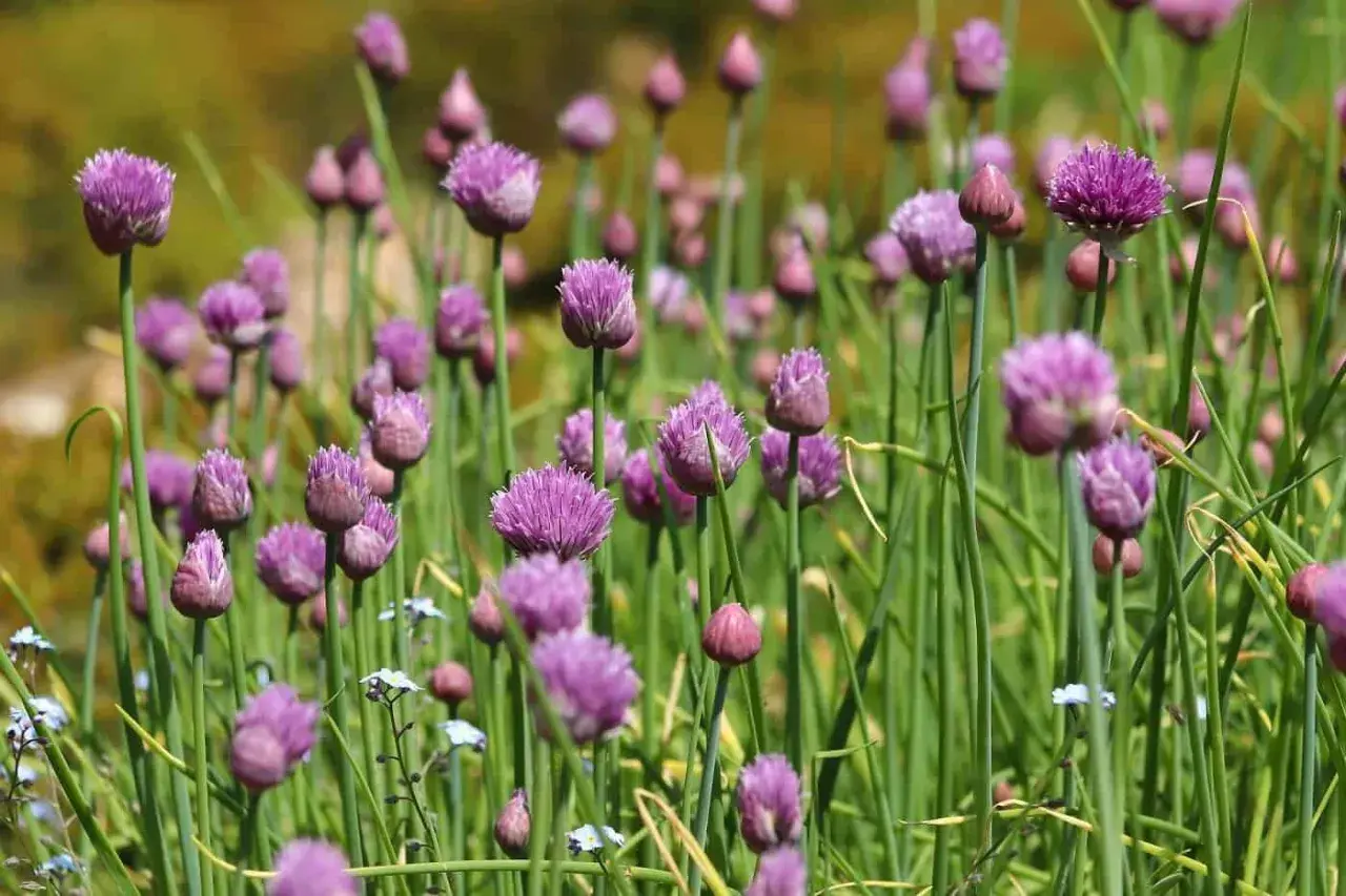 Fält av lila allium schoenoprasum blommor, med gröna stjälkar och suddig bakgrund.