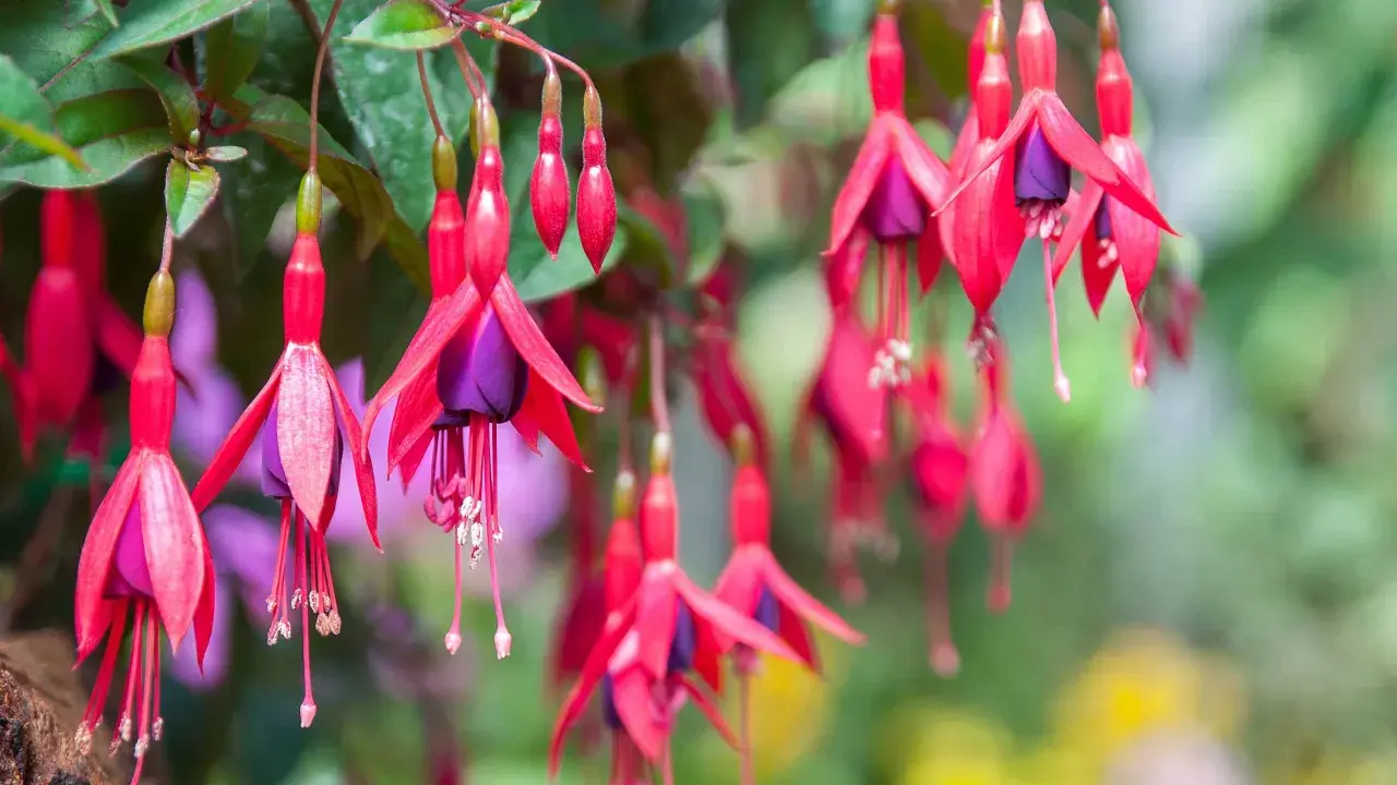 Hängande fuchsia utomhus, med sina röda kronblad och lila inre, ser ut som små balettdansöser i vinden.