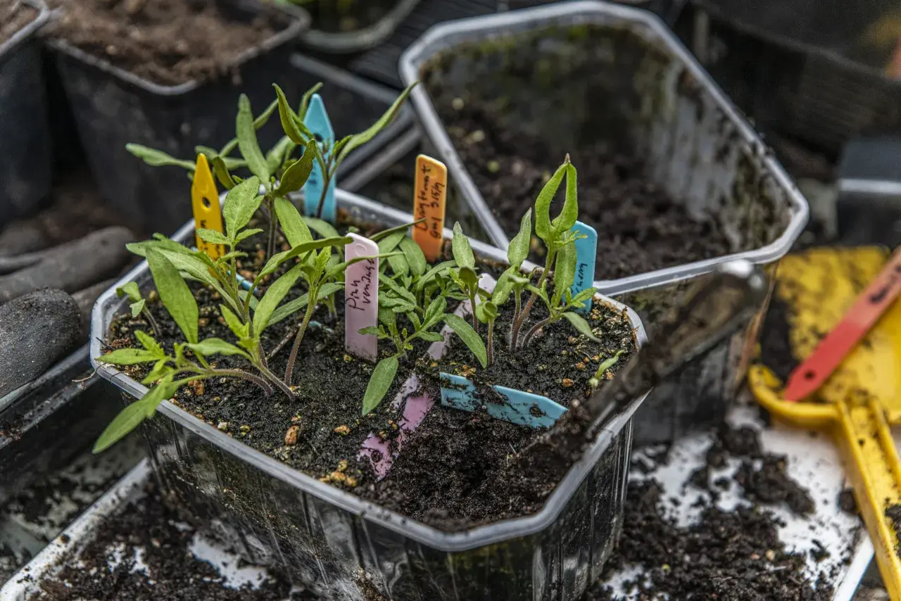 Små tomatplantor med färgglada etiketter redo att plantera ut. Jorden är fuktig och förberedd för en ny växtsäsong.