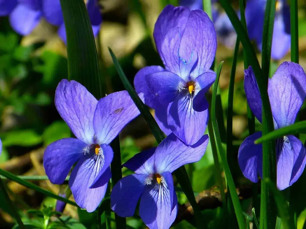 Blå violer, viola odorata, blommar i solljus. Deras sammetslena kronblad och gröna bladverk skapar en vacker vårscen.