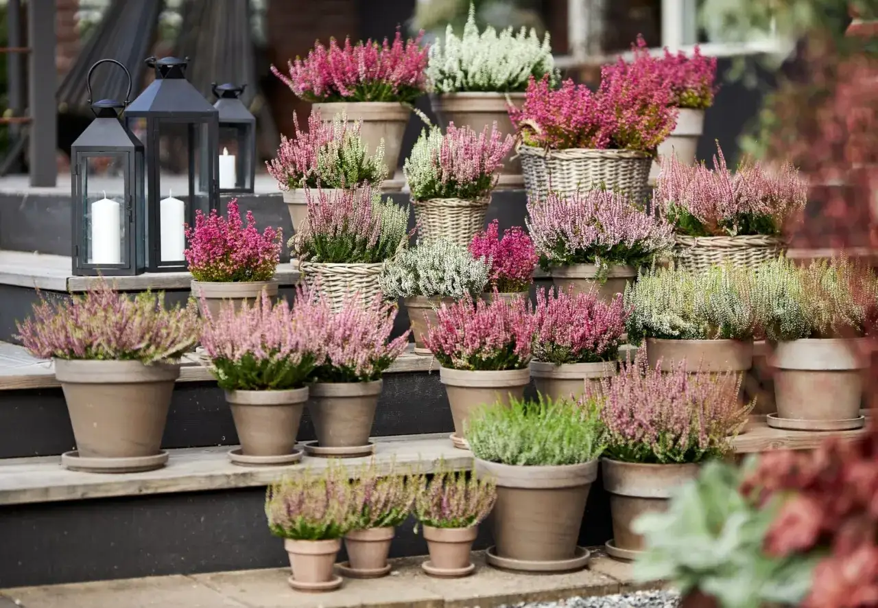 Vackra ljungplantor i krukor, i olika nyanser av rosa, lila och vitt, skapar en h&ouml;stlig atmosf&auml;r. Perfekt f&ouml;r att plantera ljung och ge din entr&eacute; f&auml;rg.