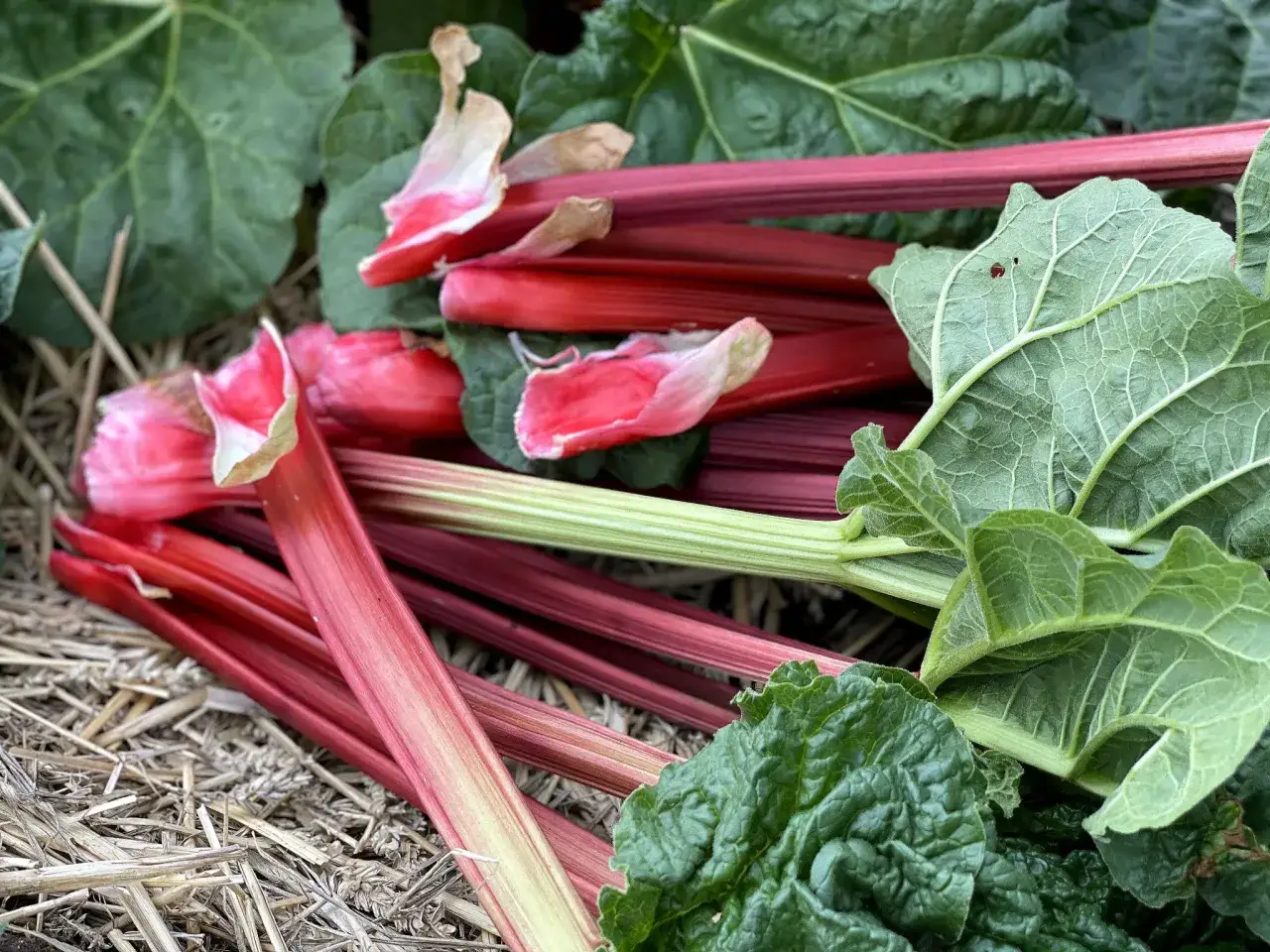Nysk&ouml;rdade stj&auml;lkar av rheum rhabarbarum, med sina r&ouml;da och gr&ouml;na f&auml;rger, ligger p&aring; halm.