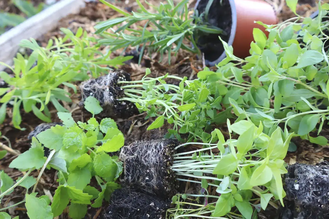 Sm&aring; plantor av origanum vulgare och andra &ouml;rter redo att planteras.