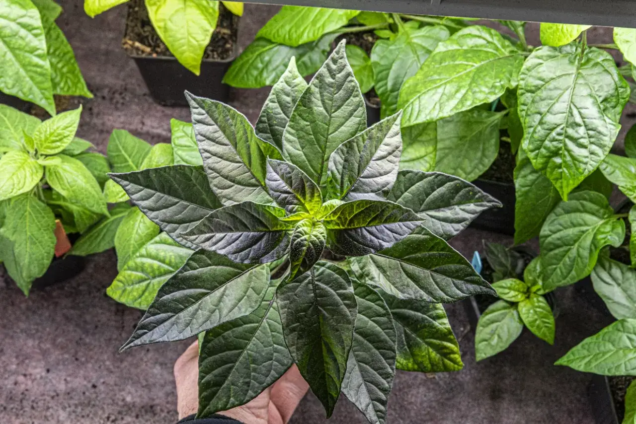 En hand håller en mörk chili planta med många blad. Flera andra plantor syns i bakgrunden.