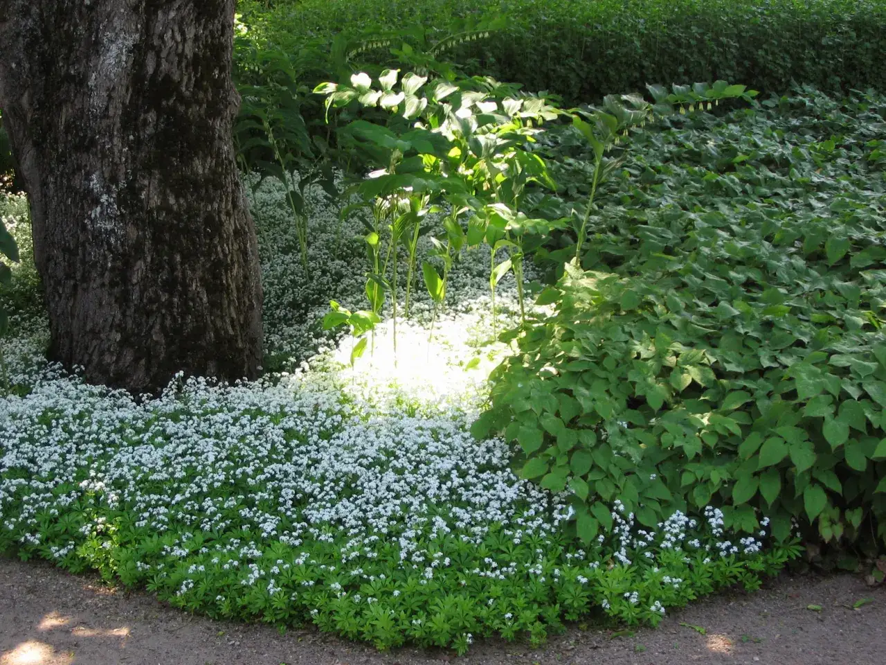 En matta av sm&aring; vita blommor, galium odoratum, breder ut sig vid foten av ett tr&auml;d.