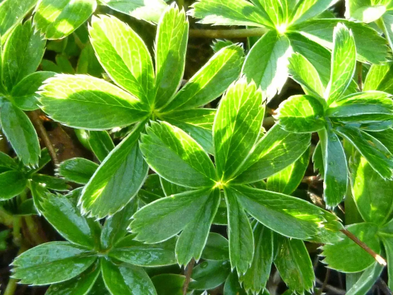 Gr&ouml;na blad med ljusa vener, som alchemilla alpina, f&aring;ngar solljuset.
