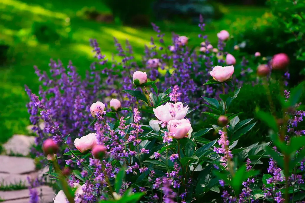 En lummig tr&auml;dg&aring;rd med olika typer av blommor, d&auml;r ljusrosa pioner blommar bland lila lavendel.